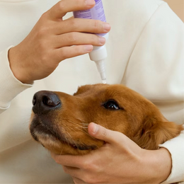 Solución limpiadora antibacteriana para ojos de perros y gatos
