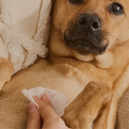 Toallitas húmedas para aliviar la comezón de perros y gatos
